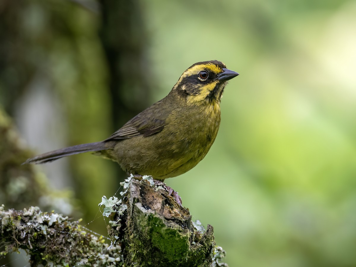 Yellow-striped Brushfinch - ML626458552