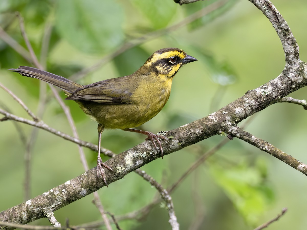 Yellow-striped Brushfinch - ML626458624