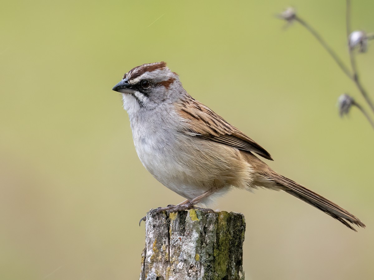 Yungas Sparrow