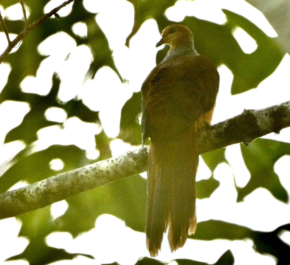Amboyna Cuckoo-Dove - ML626458931