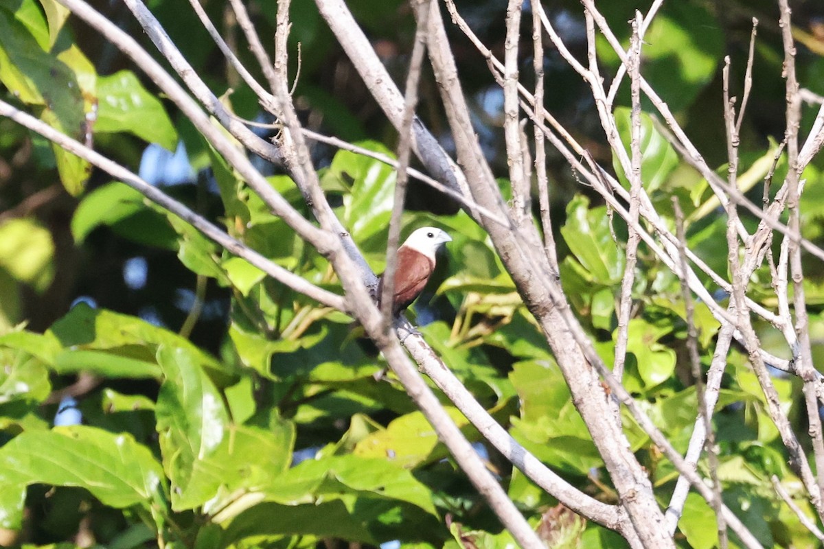 White-headed Munia - ML626458965