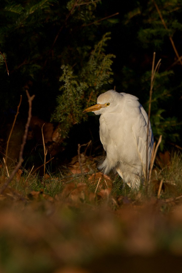 Western/Eastern Cattle-Egret - ML626459019