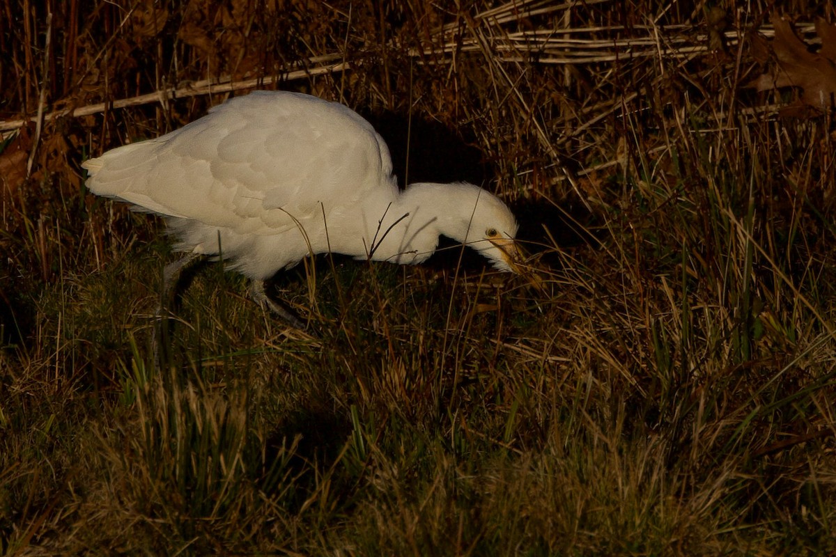 Western/Eastern Cattle-Egret - ML626459020