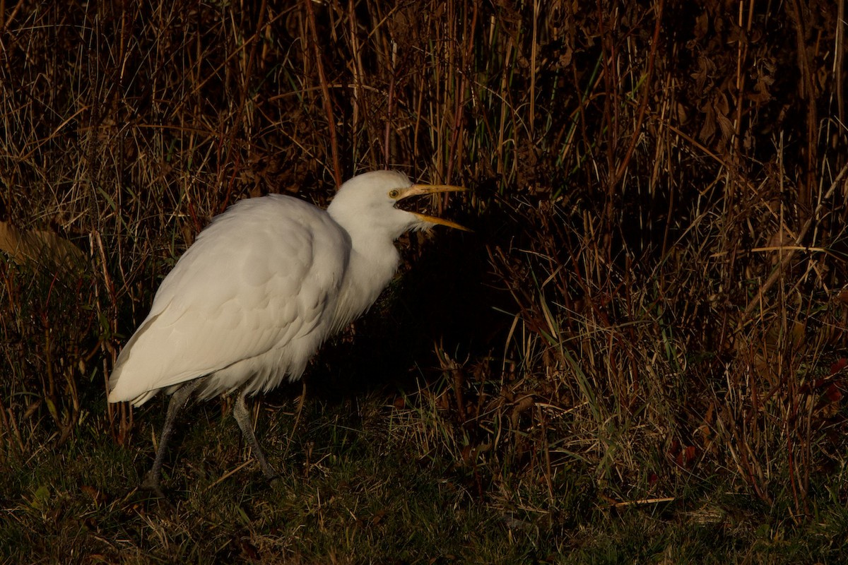 Western/Eastern Cattle-Egret - ML626459021