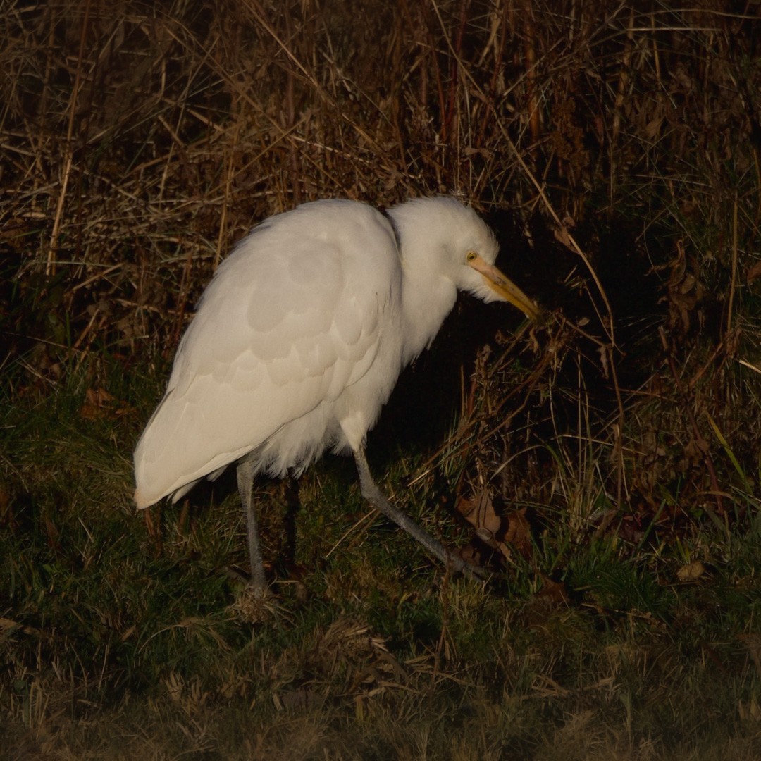 Western/Eastern Cattle-Egret - ML626459022