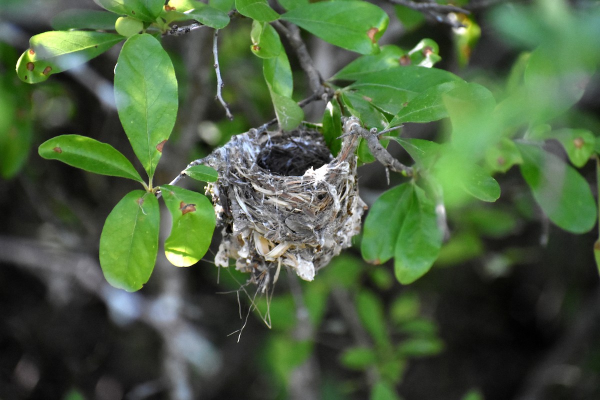 Black-capped Vireo - ML626459024