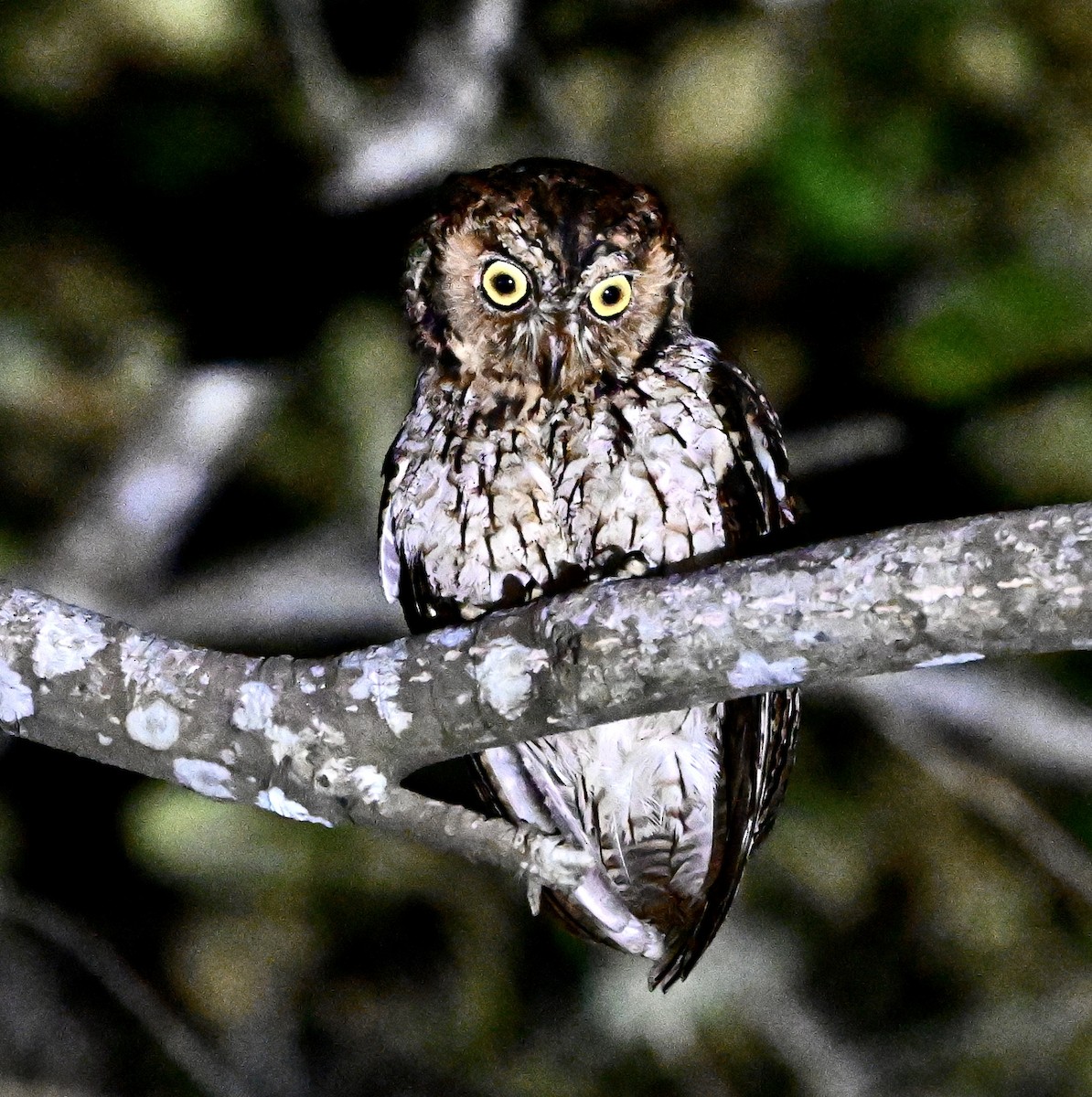 Moluccan Scops-Owl - ML626459059