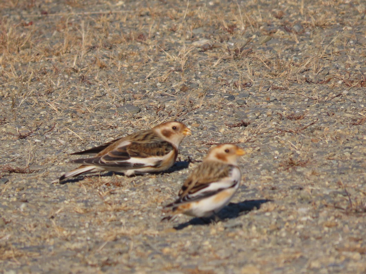 Snow Bunting - ML626459149