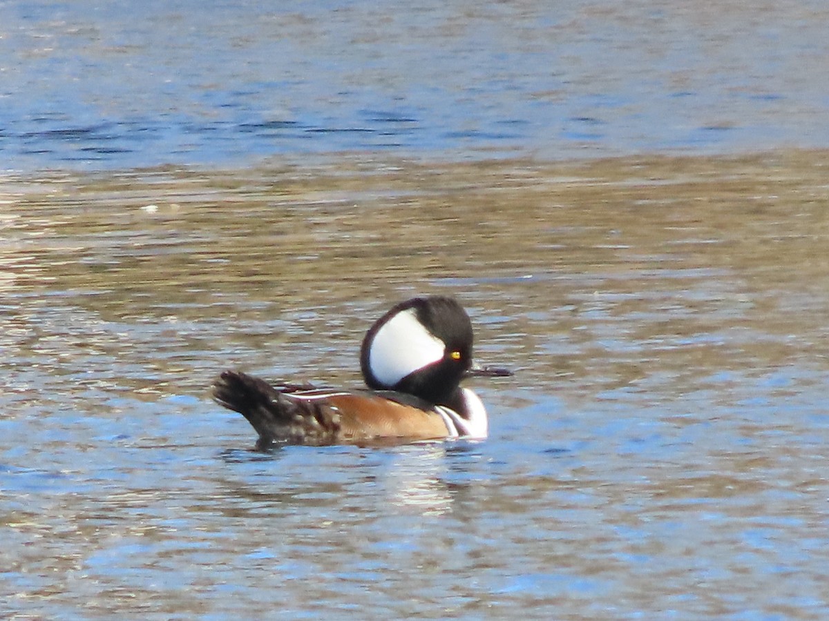 Hooded Merganser - ML626459180
