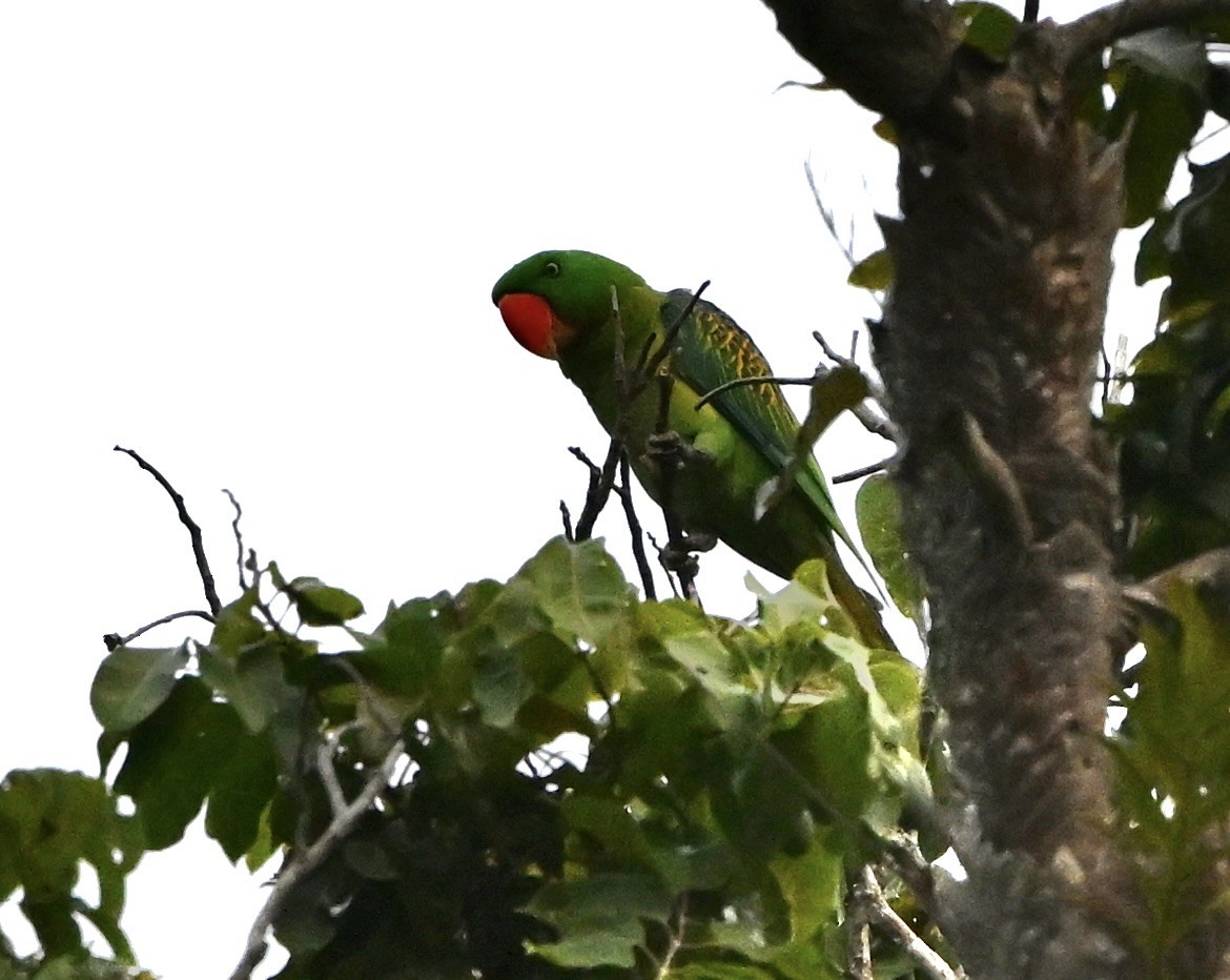 Great-billed Parrot - ML626459197
