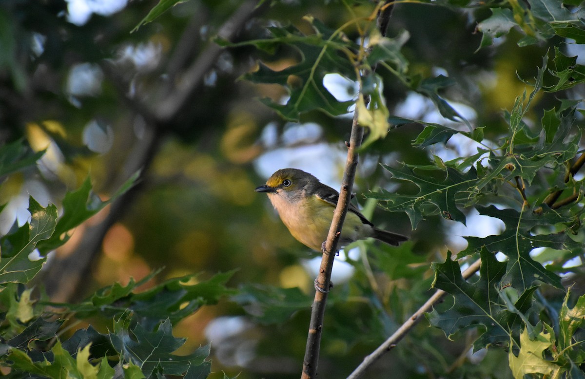 White-eyed Vireo - ML626459854