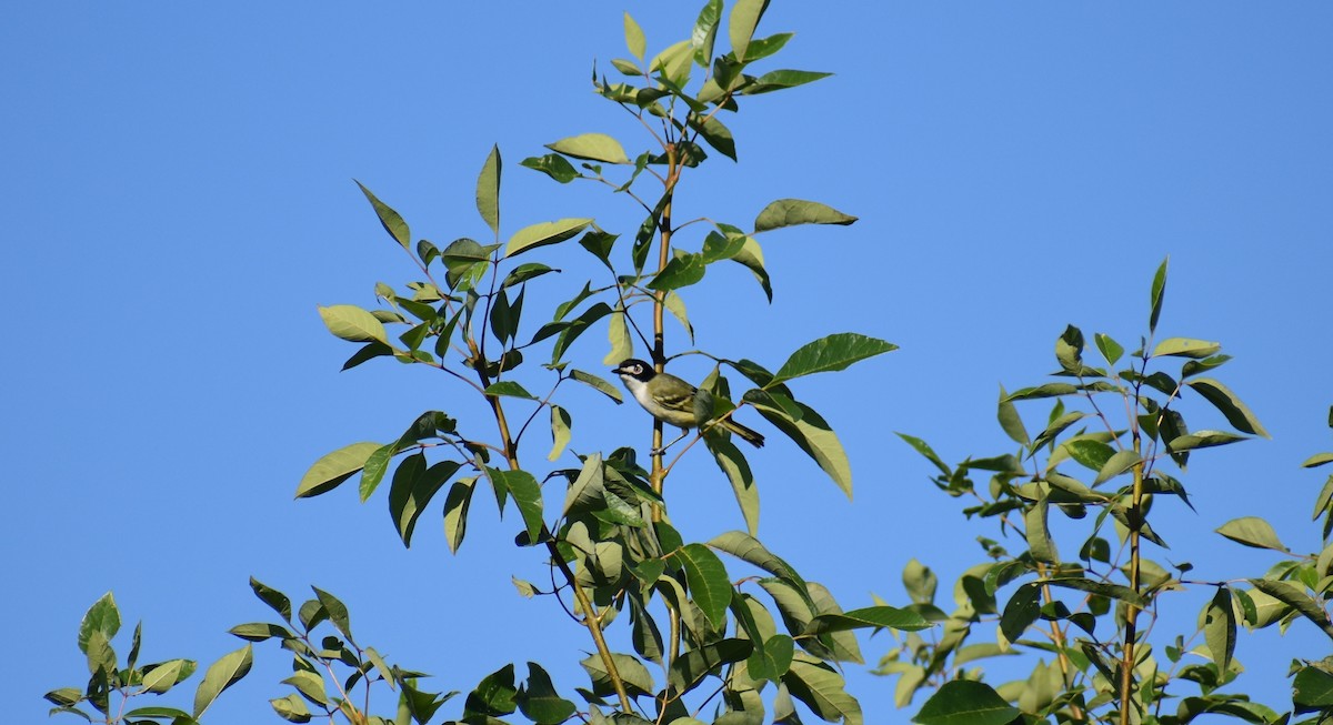 Black-capped Vireo - ML626460028