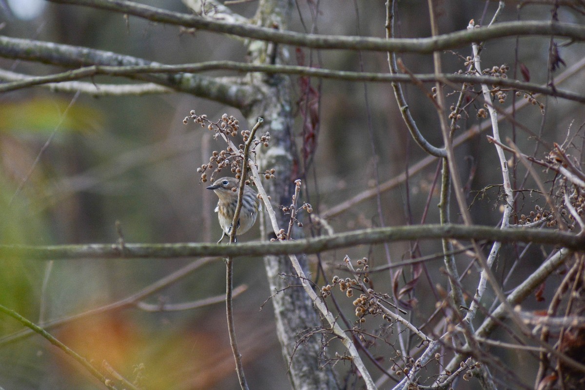 Yellow-rumped Warbler - ML626460093