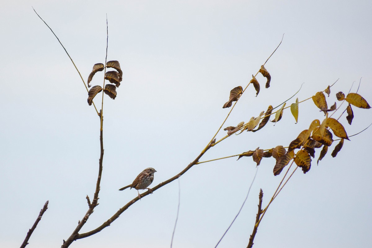 Song Sparrow - ML626460096