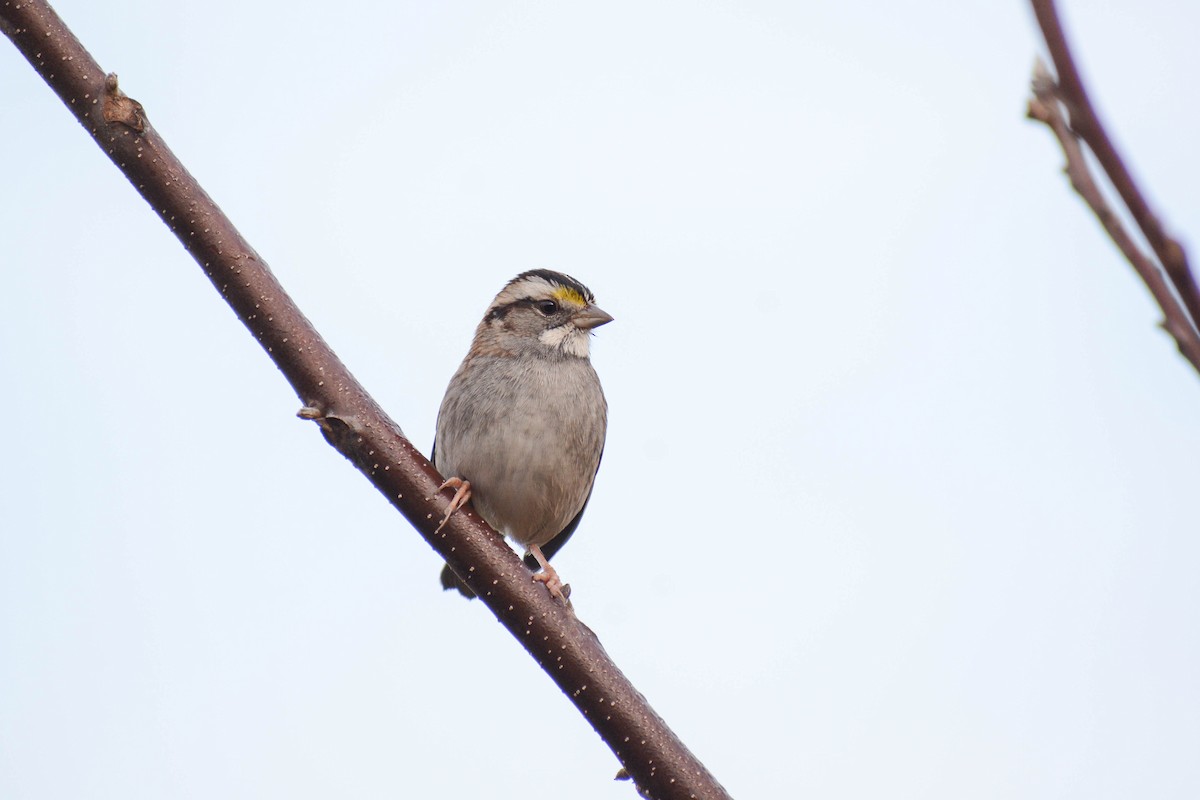 White-throated Sparrow - ML626460099