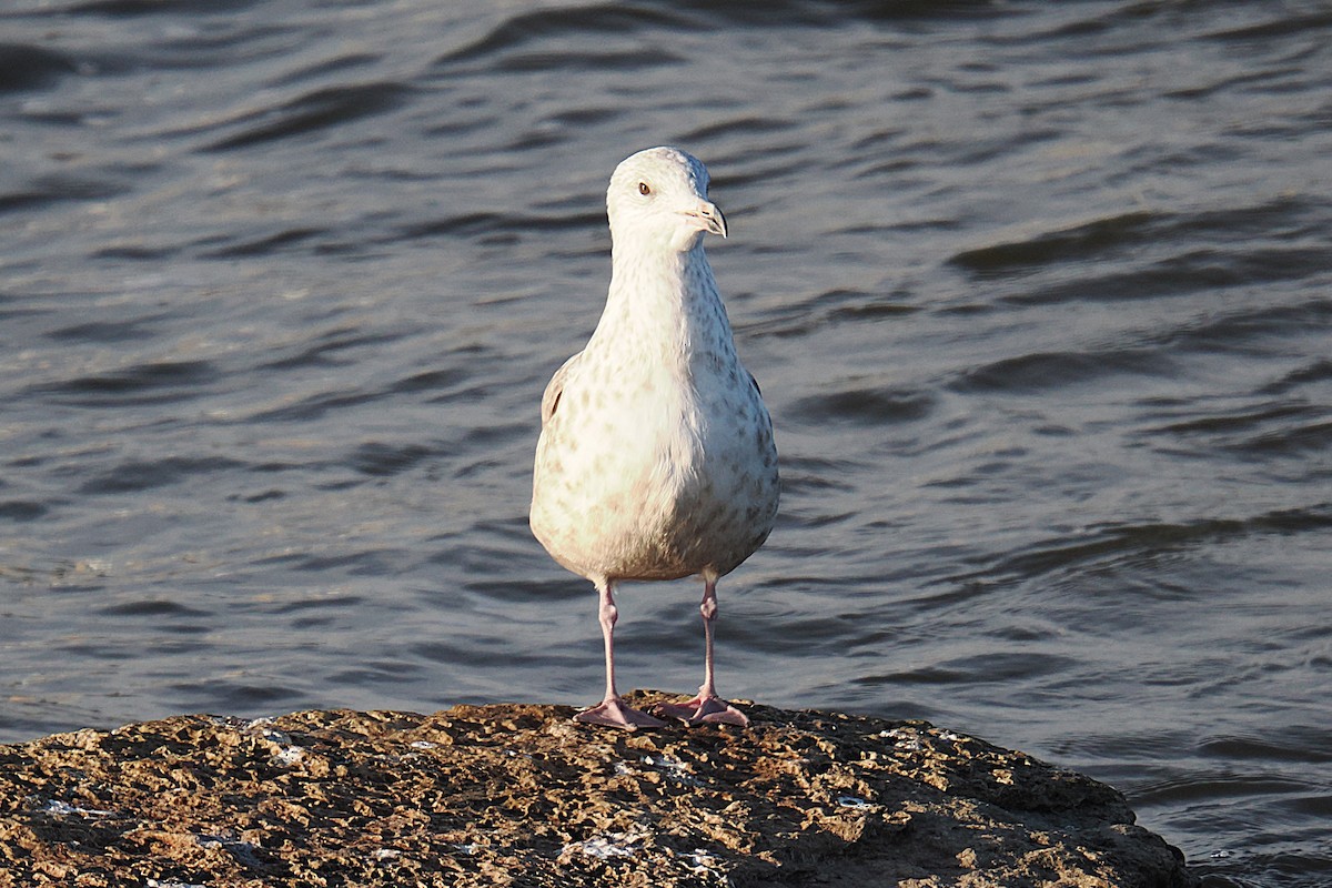 Iceland Gull - ML626460142