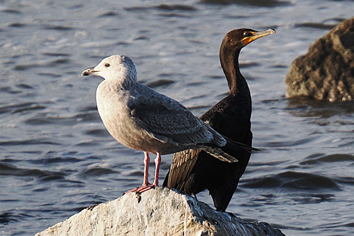 Double-crested Cormorant - ML626460171