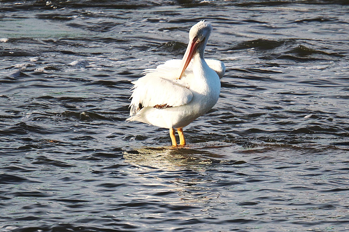 American White Pelican - ML626460181