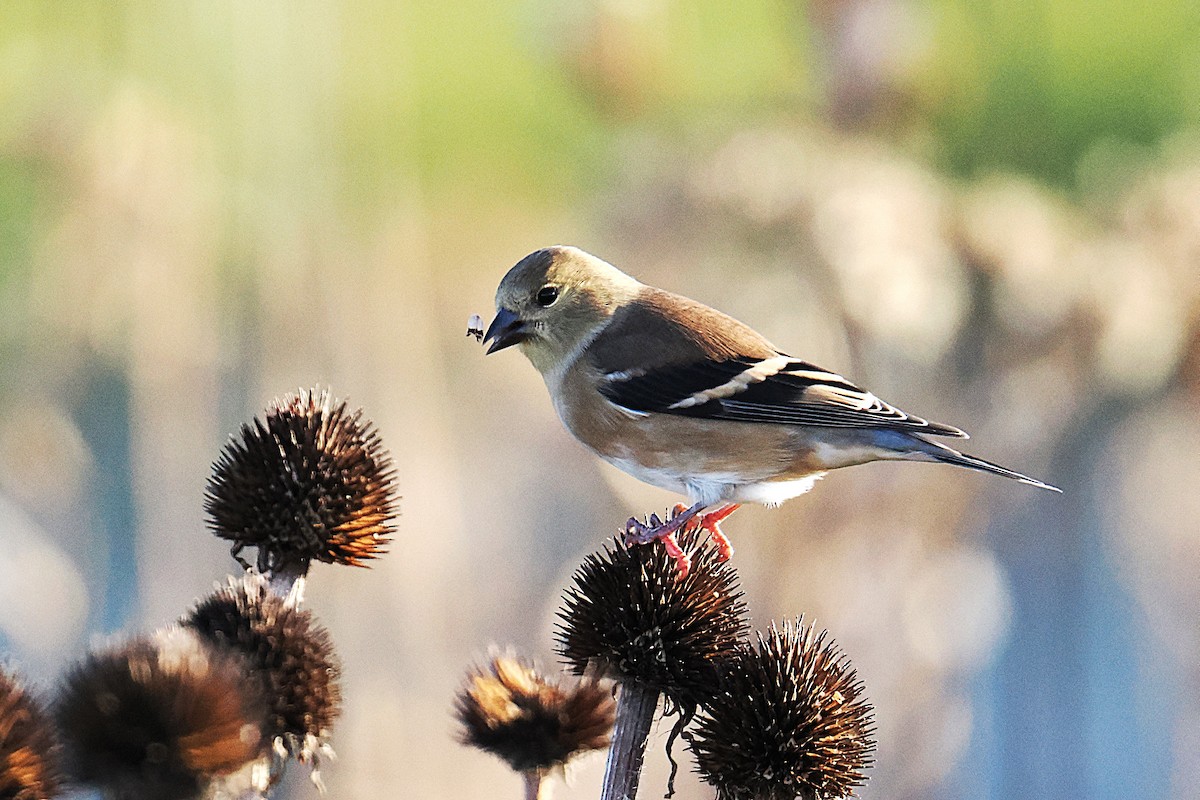 American Goldfinch - ML626460194