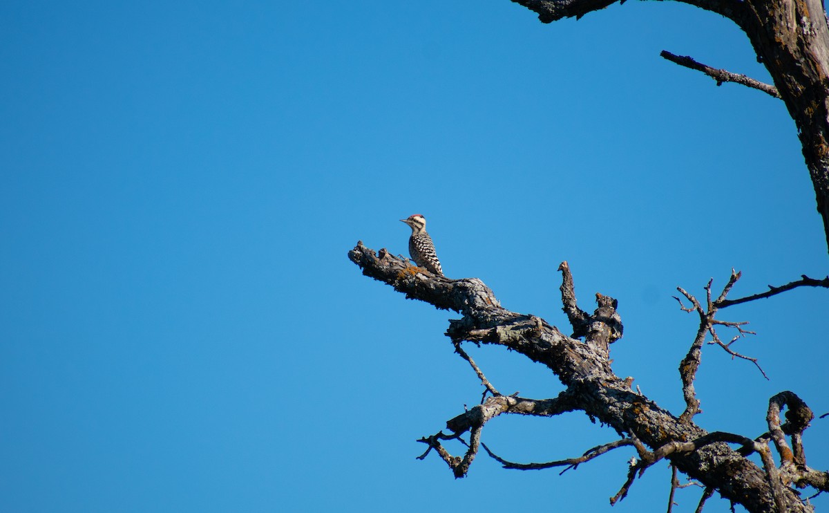Ladder-backed Woodpecker - ML626460437