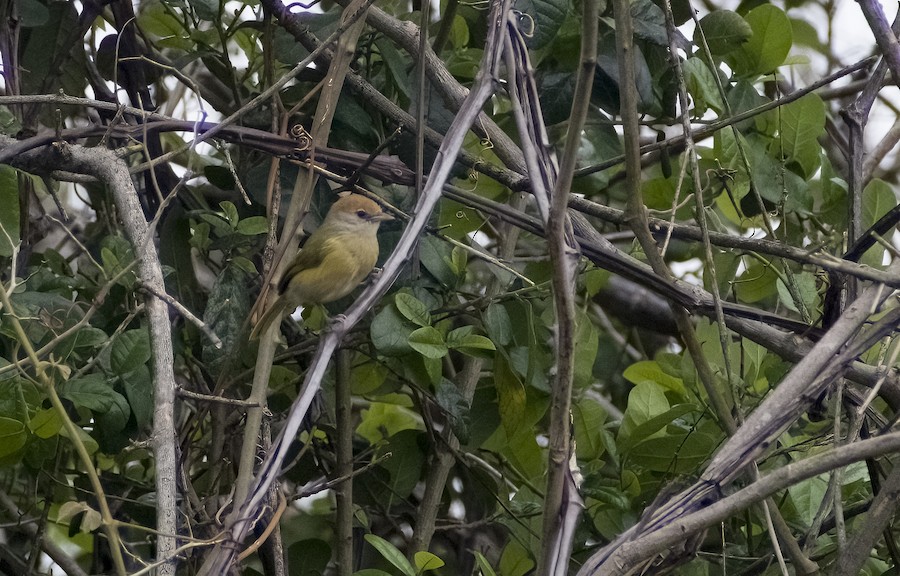 Grey-eyed Greenlet (Beni) - eBird