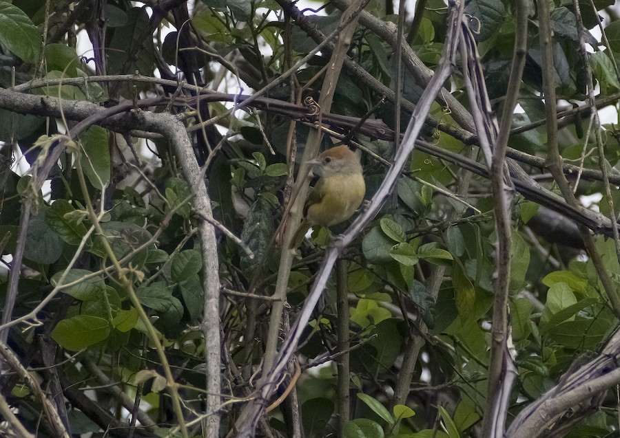 Gray-eyed Greenlet (Beni) - eBird