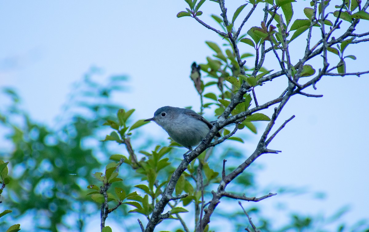 Blue-gray Gnatcatcher - ML626460496