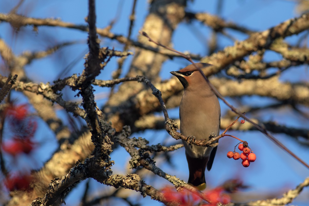 Buztanori boreala - ML626460546