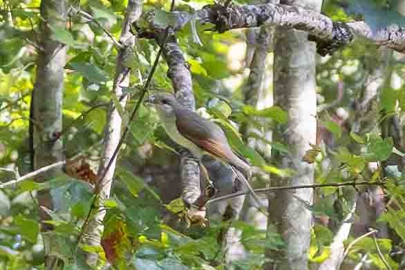 Yellow-billed Cuckoo - ML626460728