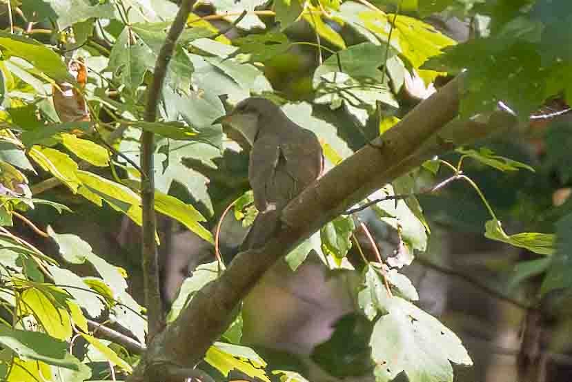 Yellow-billed Cuckoo - ML626460729