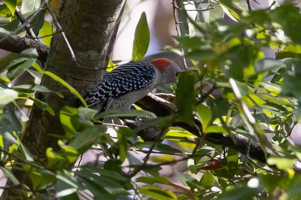 Red-bellied Woodpecker - ML626460733