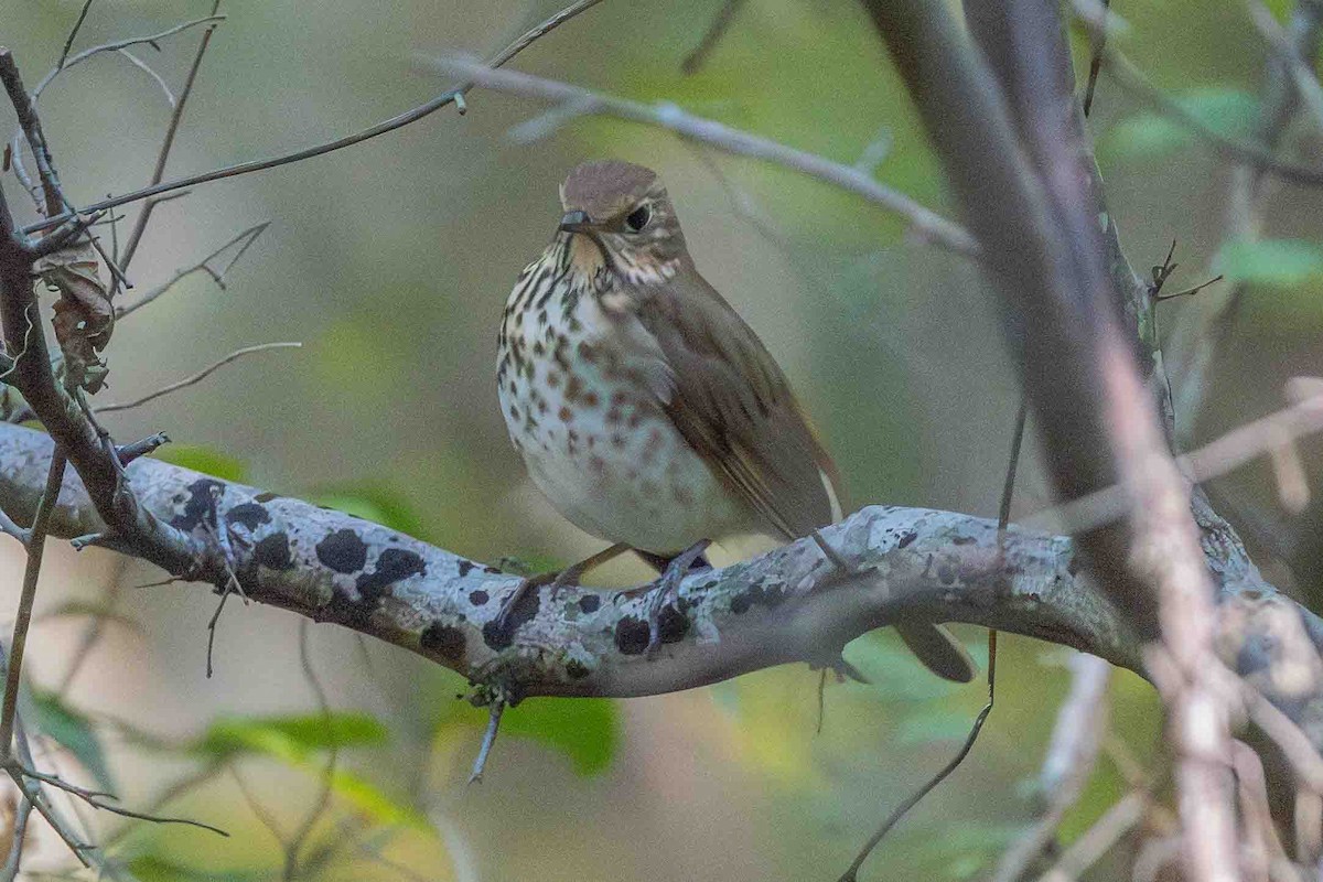 Hermit Thrush - ML626460738