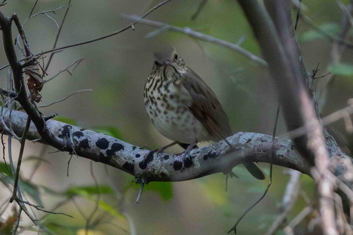 Hermit Thrush - ML626460740