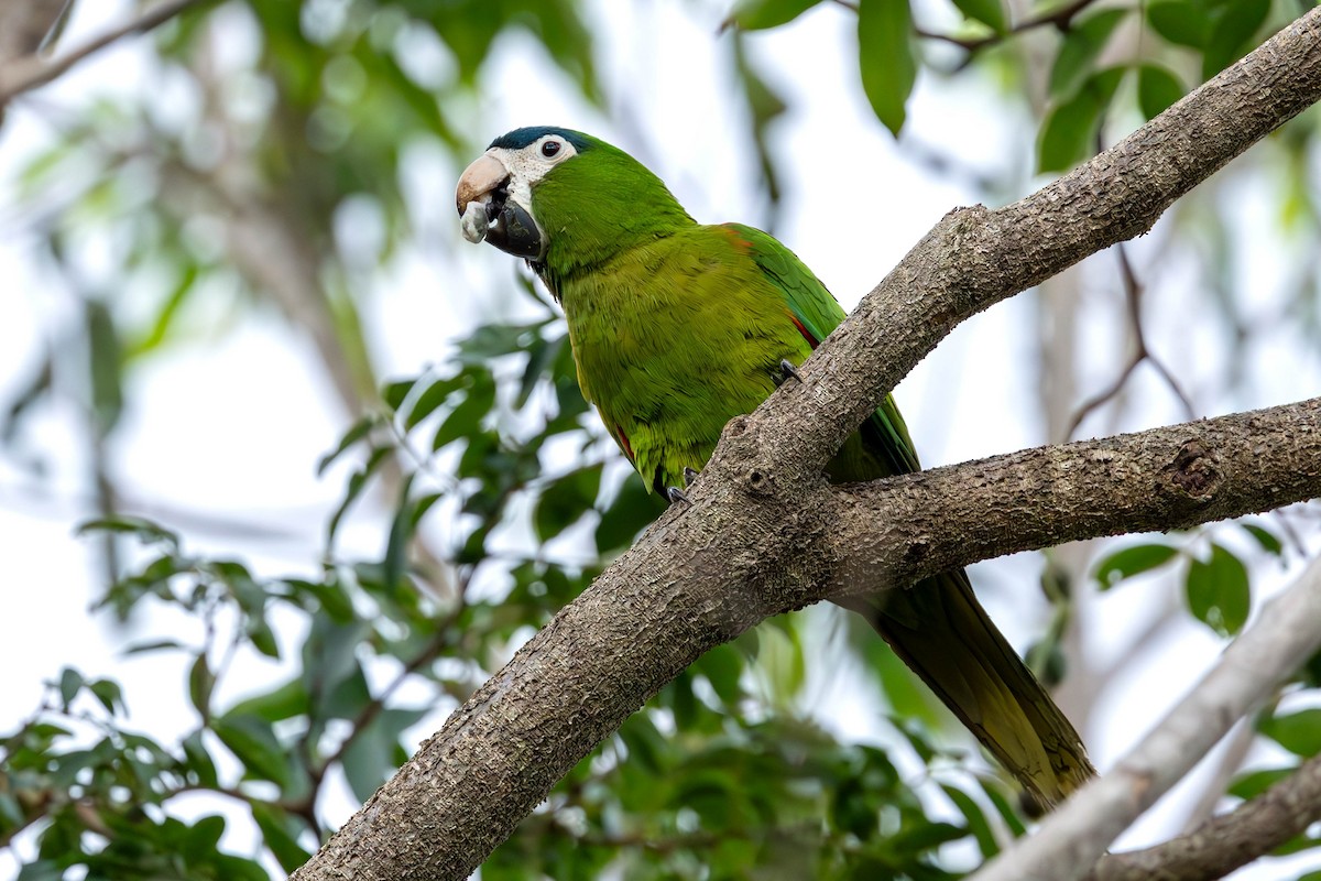 Red-shouldered Macaw - ML626461258
