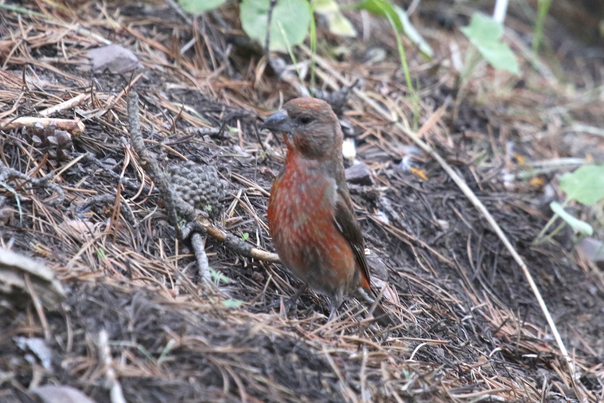 Cassia Crossbill - ML626461373