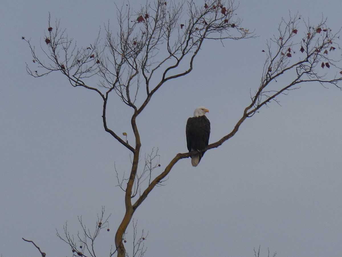 Bald Eagle - ML626461391