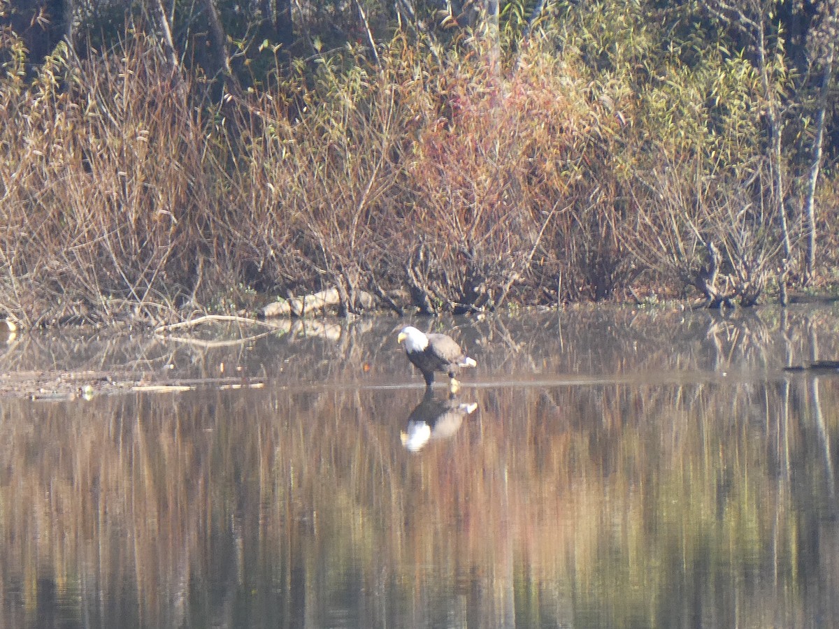 Bald Eagle - ML626461394