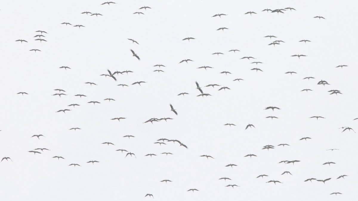 White Stork - ML626461395