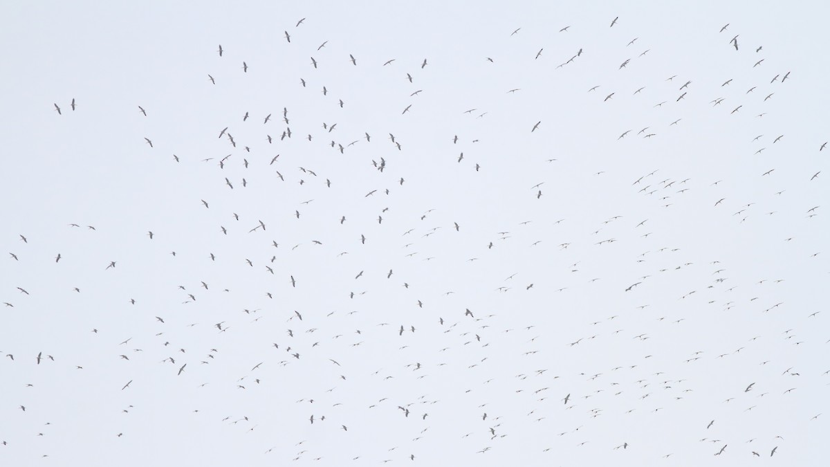 White Stork - ML626461403