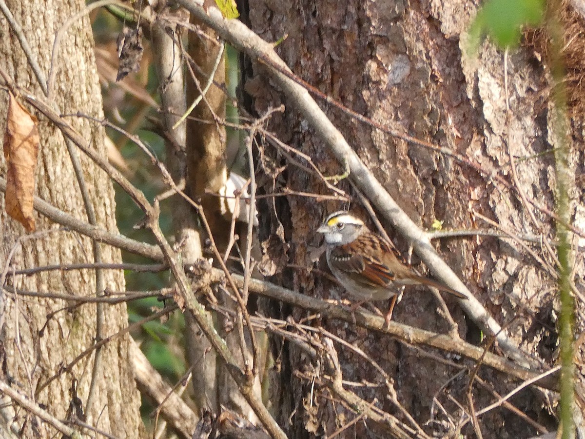 White-throated Sparrow - ML626461431