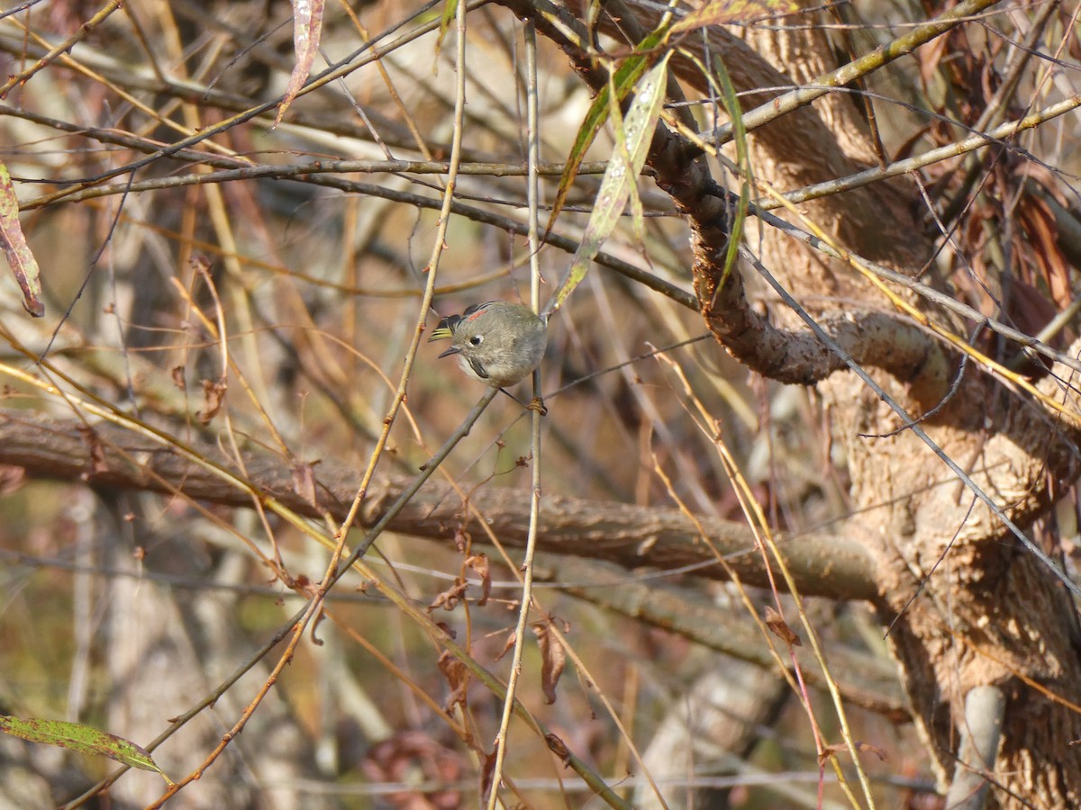 Ruby-crowned Kinglet - ML626461437