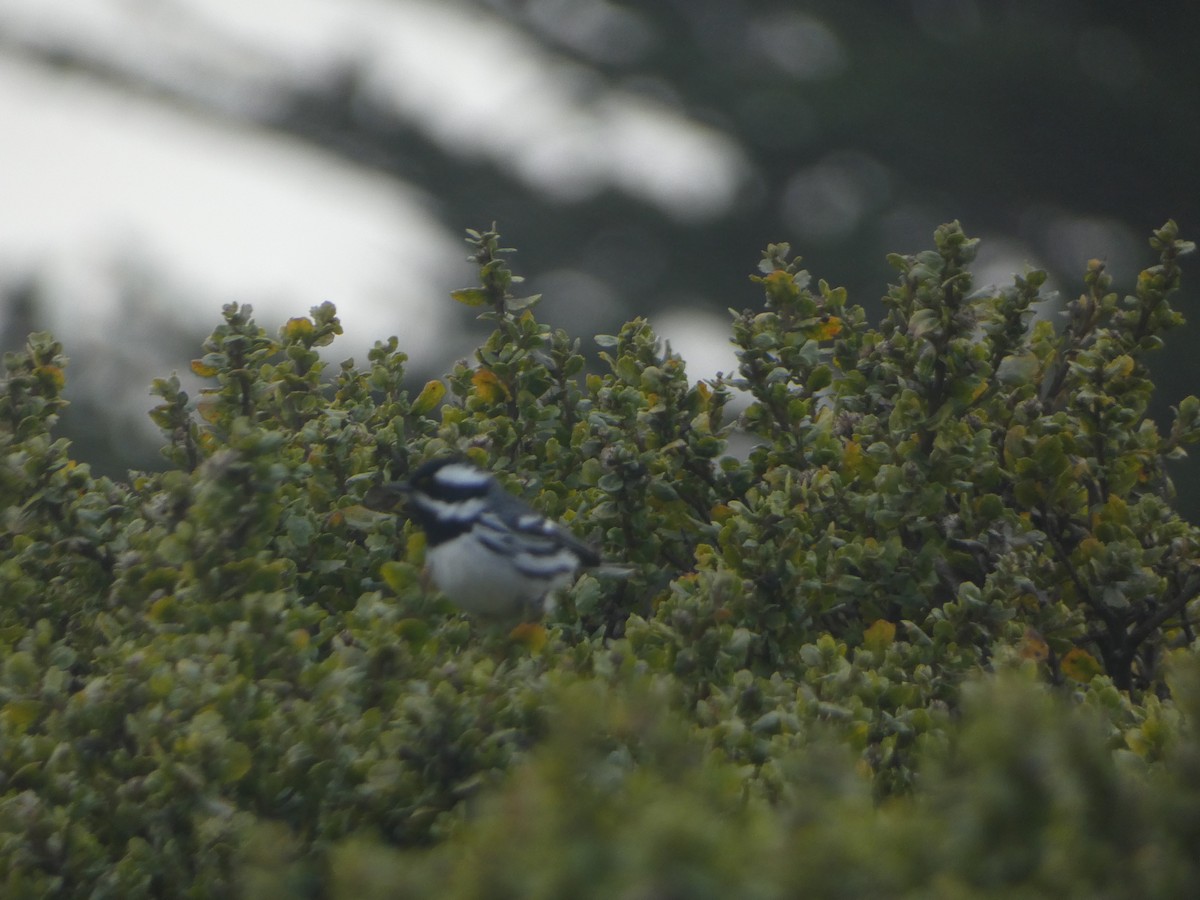 Black-throated Gray Warbler - ML626461560
