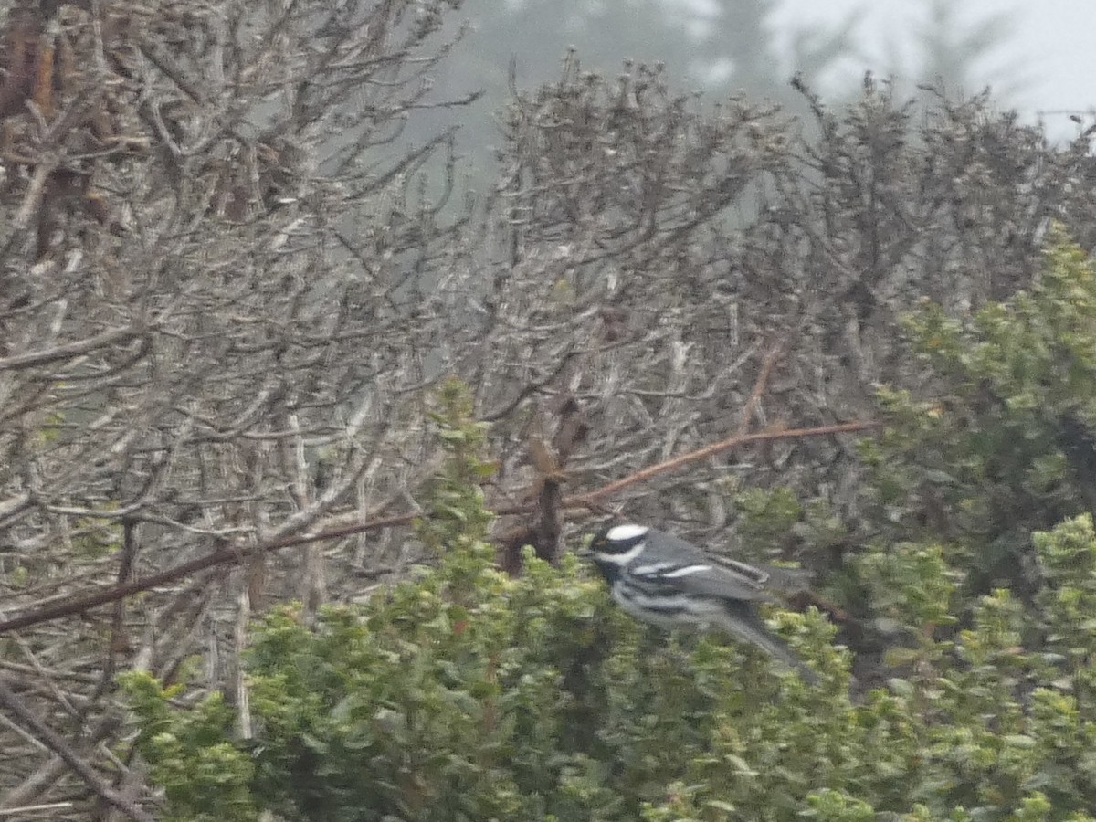 Black-throated Gray Warbler - ML626461564