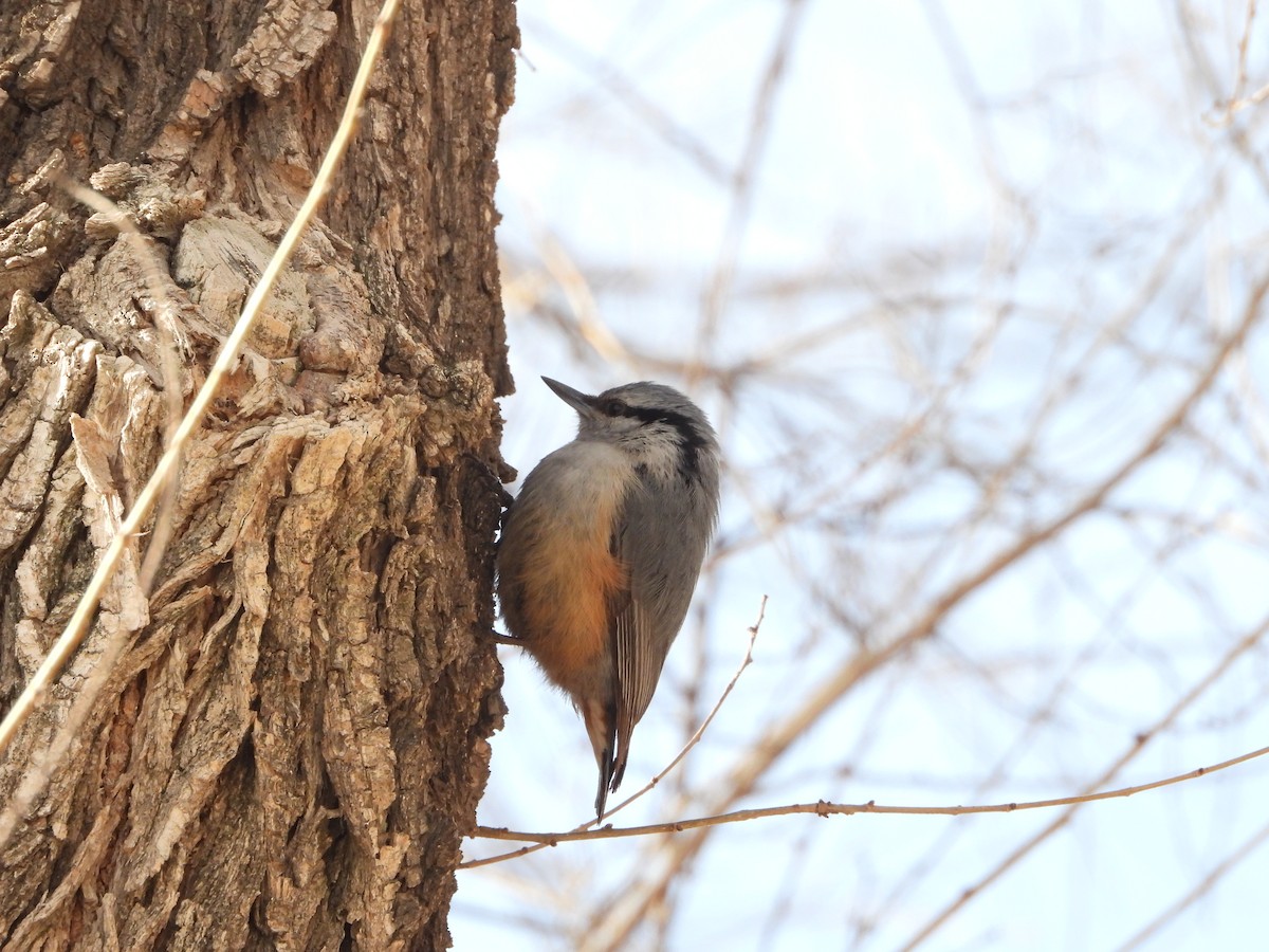 Eurasian Nuthatch (Buff-bellied) - ML626461583