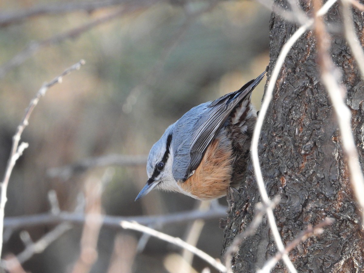 Eurasian Nuthatch (Buff-bellied) - ML626461584