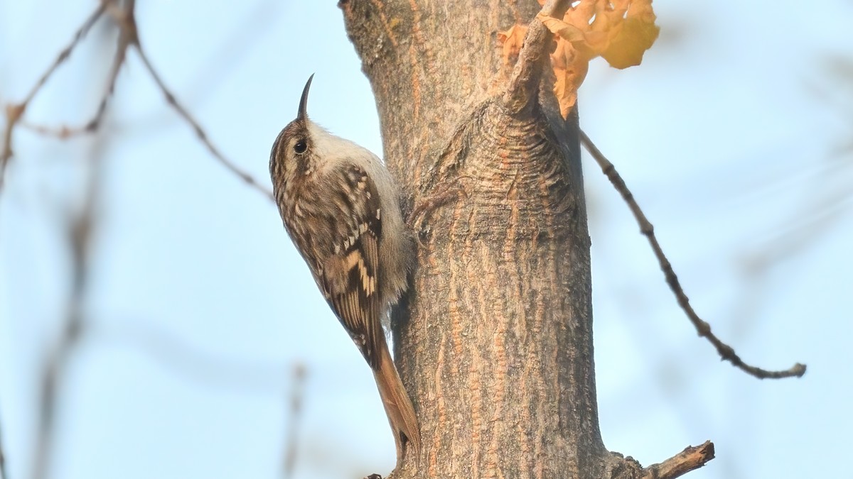 Short-toed Treecreeper - ML626461672