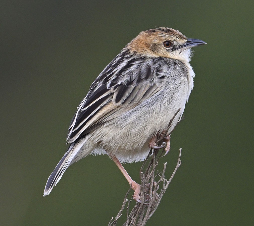 Stout Cisticola - ML626461886