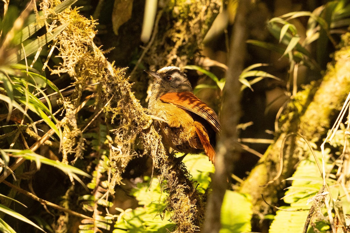 Light-crowned Spinetail - ML626462123