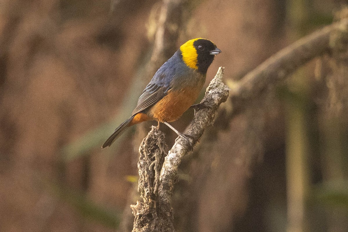 Golden-collared Tanager - ML626462298