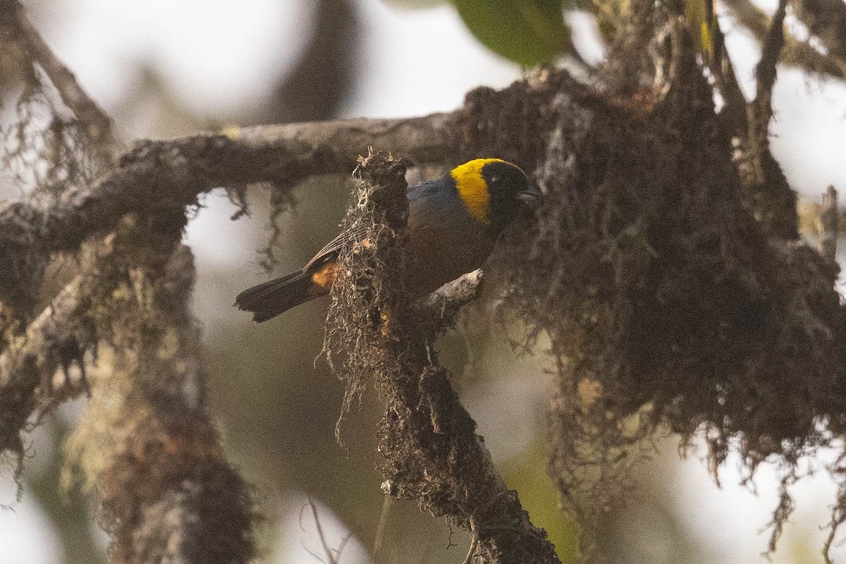 Golden-collared Tanager - ML626462299